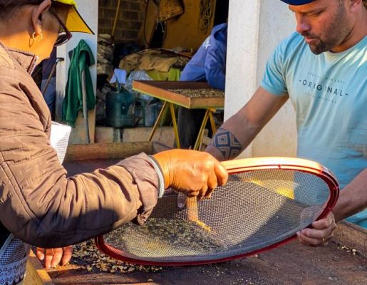 Foto - Festeiros e comunidade realizam a torra do amendoim para a tradicional Festa do Divino Espírito Santo 2024 em Nazaré Paulista